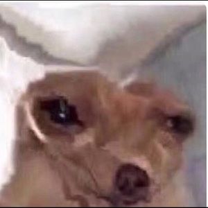 Meet your Posher, Zach